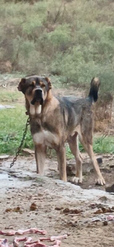 отдам в хорошие руки маленькую собачку: Qurdbasar, 2 il, Erkek, Peyvəndli, Pulsuz çatdırılma — 4