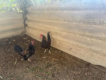 toyuqları: Toyuq, Damazlıq — 4