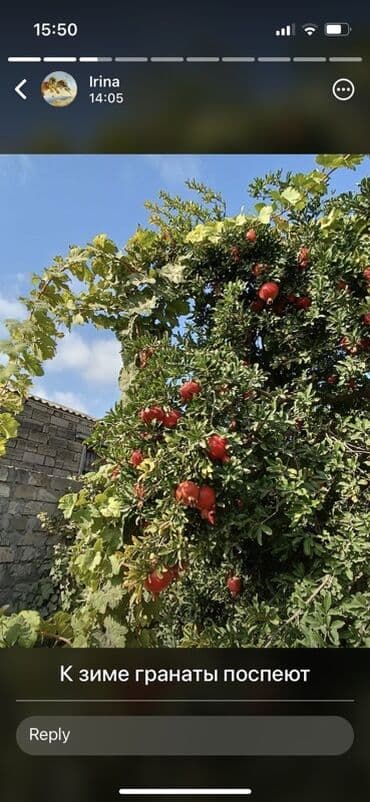 аренда и продажа недвижимости: 100 kv. m, 3 otaqlı, Hovuzlu, Artezian quyusu, Su, Kombi — 3