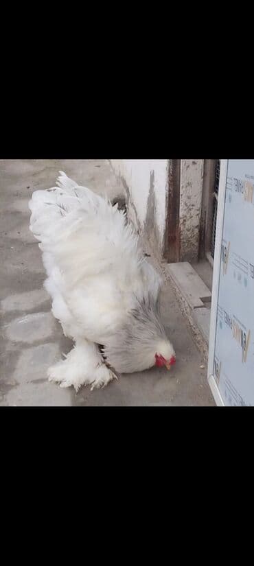Qoyunlar, qoçlar: 7 aylıq xoruzdu. Fikri ciddi olan yazsın. Bu qiymətə quzu alaram — 3