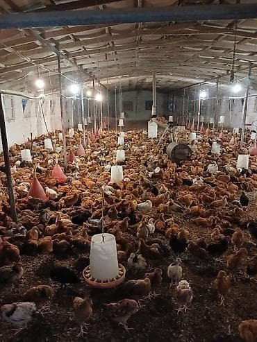 broiler: Colpalar 2 ayliq istənilən sayda Xüsusiyyətlər: - Geniş — 1