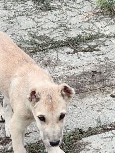 тибетский мастиф цена в баку: 3 ay, Dişi — 5