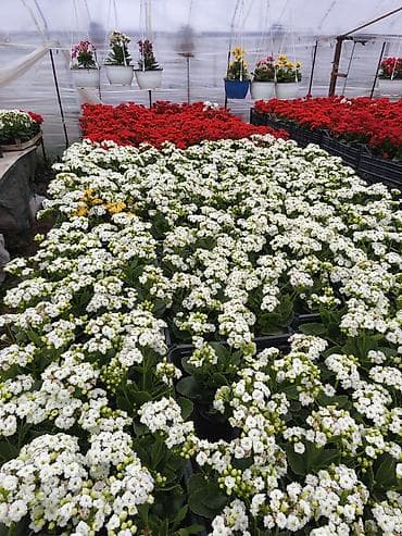 hemise bahar gulu: Rəngarəng mövsümi bəzək gülləri – istixanadan birbaşa Məhsul: - — 8