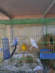 магазин собак в баку: Cex — 1