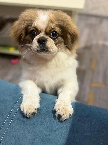 Pekines, 5 ay, Erkek, Peyvəndli, Ünvandan götürmə — 1