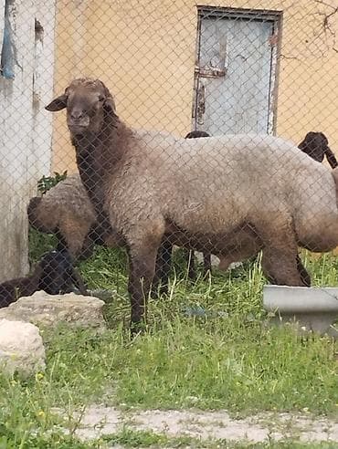 boğaz qoyun: Qoyun – yerli ətlik quyruqlu cins - Cins: yerli ətlik, iri quyruqlu — 2