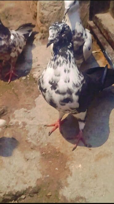 goyercin yuvasi satilir: Ciddi alıcılar əlaqə saxlasın. 0708924240 — 1