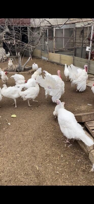 cins ineklerin qiymeti: Ağ hinduşka sürüsü (yerli təsərrüfatdan) Yumurtası 2 azn Savrolp sort — 1