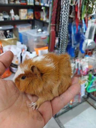 akvarium 120 cm: Dəniz donuz( marskoy svinka) balaları satılır. Ailə mühitinə — 4