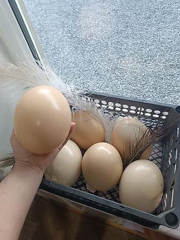 broyler yumurta: Məhsul: Təbii dəvəquşu yumurtaları Xüsusiyyətlər: - Böyük ölçü: hər — 4