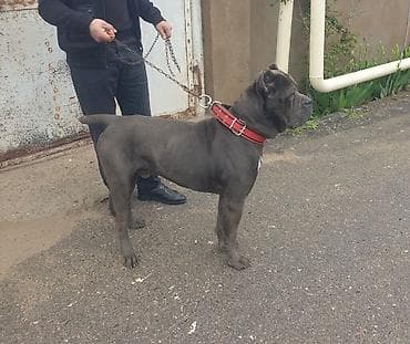 Kane-Korso, 1 il, Erkek