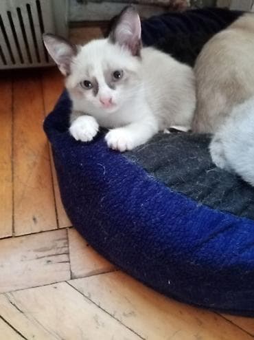 Siam, Dişi, Ünvandan götürmə