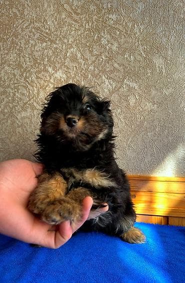 ingilis setter it cinsi: Peyvəndli, Ünvandan götürmə — 2