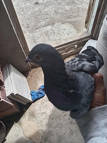 Boz rəngli göyərçin - Növ: ev göyərçini (boz/göy çalarlarında) - — 2