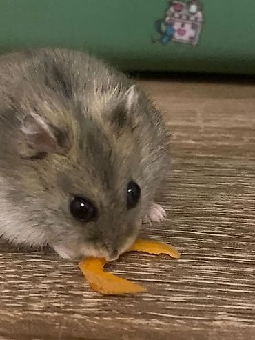 heyvan satilir: İki ədəd hamster satlr .Biri ağ,biri boz.Ustundə ikimərtəbəli — 2