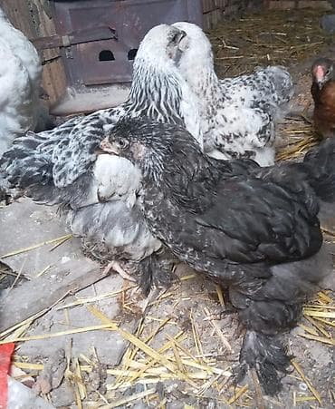 heyvan satışı tap az: Cins toyuq balaları – tüklü pəncə (pəncələri lələkli) ləhçəli — 8