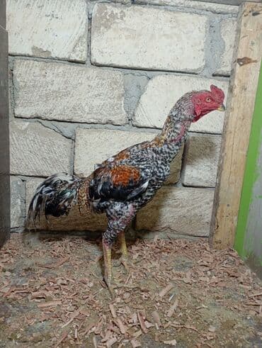 samo heyrati: Xoruz, Heyratı, il: 1, Ünvandan götürmə — 2