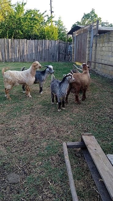 ev heyvanı satışı: Salam bu ilki cebişlerdi super ete dolublar cebişler Sabirabad — 3