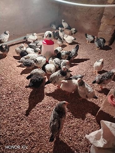 cucə vitaminləri: Toyuq, Damazlıq, Ünvandan götürmə — 2