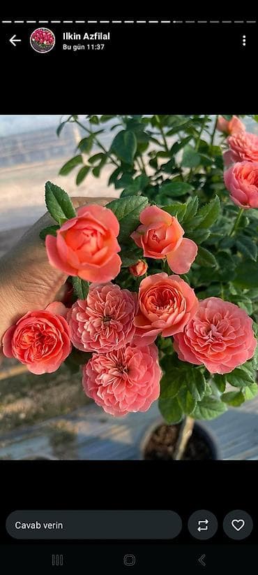 гул: Məhsul: Qızılgül kol gülləri – çoxçeçəkli, dekorativ sortlar Təsvir — 2