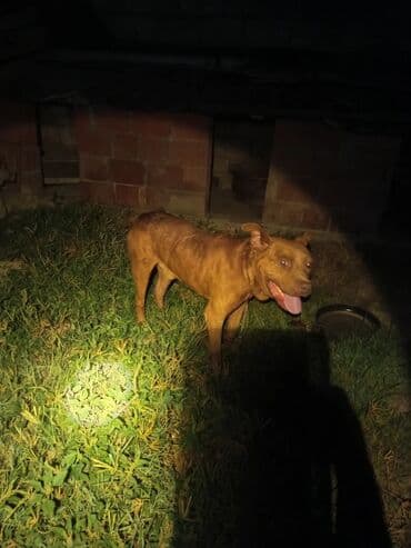 layka iti: Pitbul, 3 il, Erkek, Peyvəndli, Ünvandan götürmə — 4