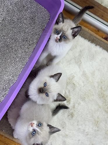 gence heyvan: Siam — 3