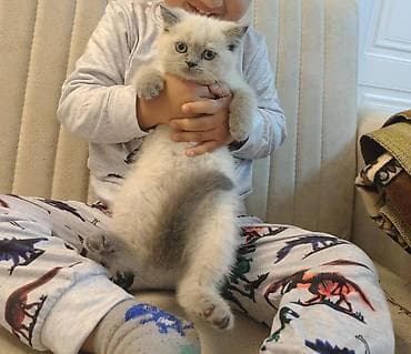 pişik cütləşdirilir: Şotland, Dişi, Yaxşı əllərə — 2