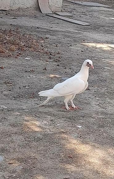 Tutulma unvan suraxani