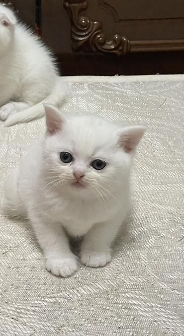 dişi doberman: Sotlant disi pisik 50 gunlukdu evde dogulub temiz pisikdi … — 3