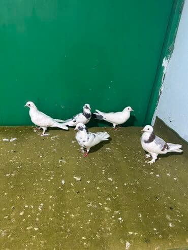 goyercin uzuyu: Məhsul: Qab-qara naxışlı ağ göyərçinlər dəsti Təsvir: - Şəkillərdə 5 — 1