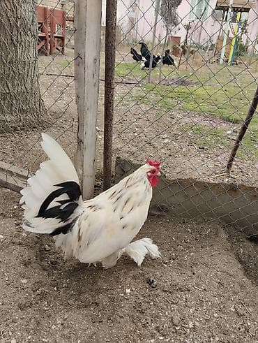 Pişiklər: Yaponka xoruz, ayağı lələkli, daş pipik, 1 illik, vaksini vurulub. 20 — 6