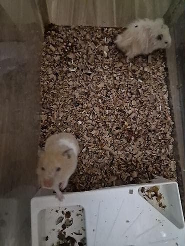 it heyvan: Heyvan: Hamster (2 ədəd) Cins/Tip: Suriya (qısa tüklü krem-ağ ləkəli) — 2