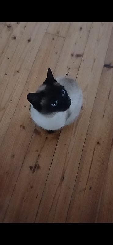 profil ucun pisik sekilleri: Siam, Dişi — 3