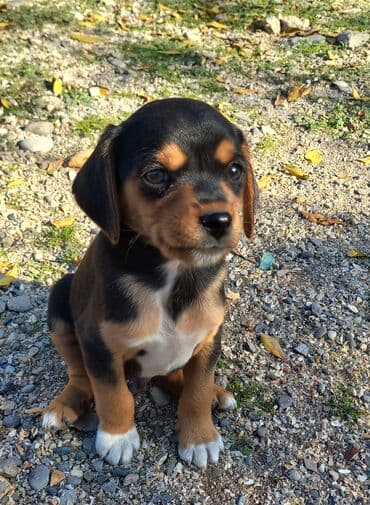 sotland pisik satisi: Çixuahua, 2 ay — 1