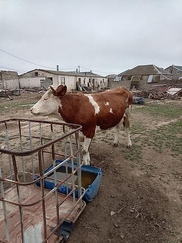 i̇nekler: Simental tipli qırmızı-ağ rəngdə inək. - Böyük cüssəli, sümük quruluşu — 6