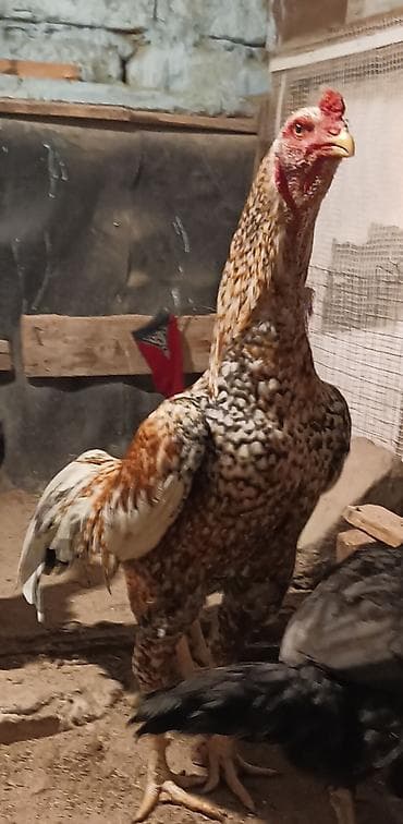 Yemlər: Toyuq, Damazlıq, Ünvandan götürmə — 1