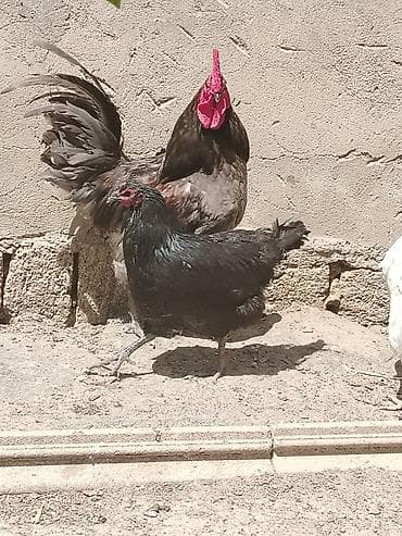 lal ördek satışı: Toyuq, Damazlıq — 2