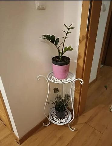 Gübrələr: Yenidir Hündürlüyü 60 sm 72 sm. 2- si bir yerdə 30 AZN Ünvan — 5