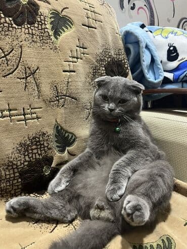 ev pişiyleri: Şotland yastı qulaq, Erkək, Cütləşmə üçün, Ödənişli çatdırılma — 1