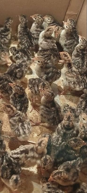 kənd cuceleri: Hinduşka cücələri – yerli damazlıq 60 qepik sifarisleri qebul edirik — 3