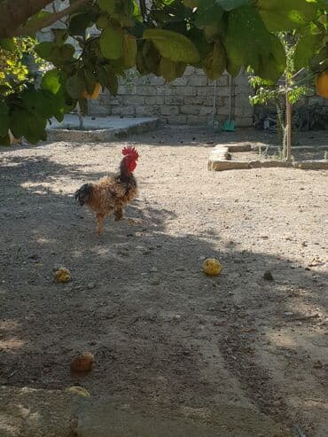 xoruzun nece rengi var: Xoruz, il: 1, Ünvandan götürmə — 1