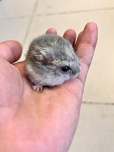 heyvanlar ucun mallar: Cunqarik üçün tam dəst qəfəs

Cunqarikler qefesle birlikde verilir — 4