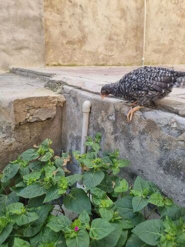 Toyuq cücələri, Damazlıq — 2