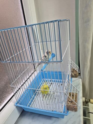 pomeranian spitz satisi: Popuqay 2 eded Dünen alinib. Qefeside yenidir Uşaq ders oxumadigi — 8