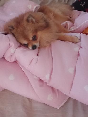 i̇t şpitz: Şpitz, 1 il, Erkek, Sənədli, Ünvandan götürmə — 3