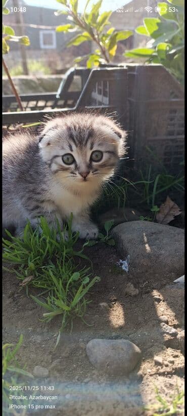 şirin pişik şəkilləri: Boz rəngli balaca pişik balası - Cins: ev pişiyi (qısa tüklü — 5