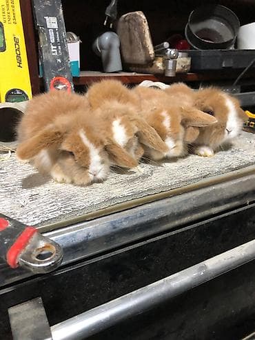 dekarativ heyvanlar: Karlik sallag qulaq balalari Rəng: qızılı-krem və ağ ləkəli Tam — 3