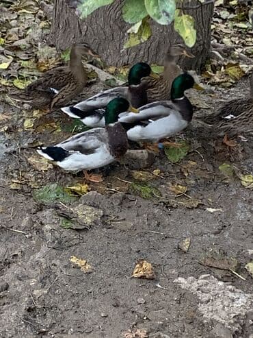 ordey qaz: Salam aleykum yaşılbaş çöl ördəyləri başladı satışa saglam MA ŞA ALLAH — 2