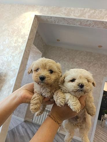 pitbul sekilleri: Pudel, 2 ay, Erkek — 7