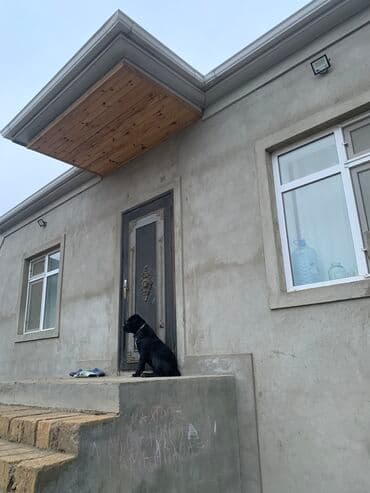 it davasi 2020: Kane-Korso, 1 il, Dişi, Sənədli, Ünvandan götürmə — 2